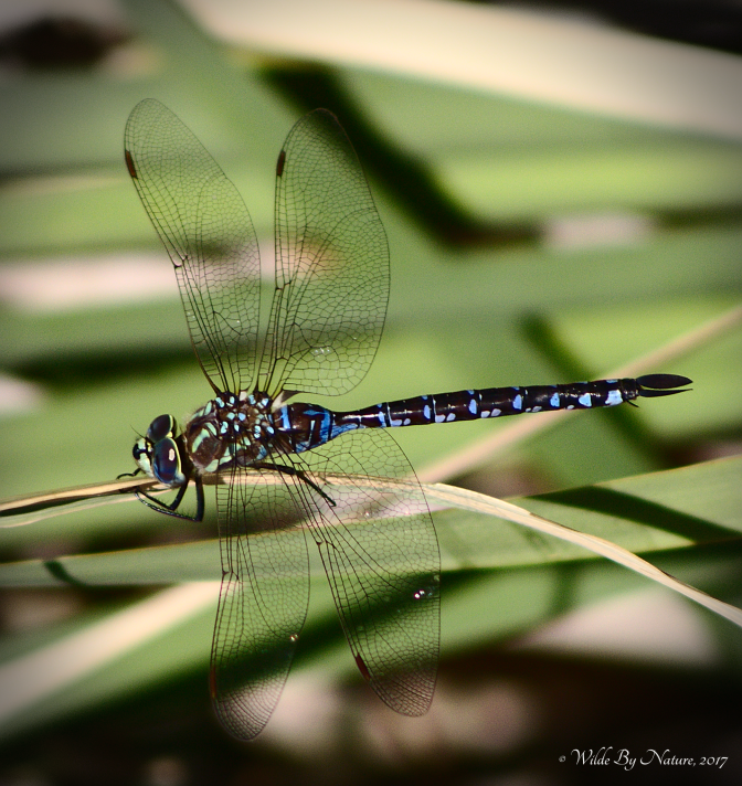 Lance-tipped Darner (A. constricta)
