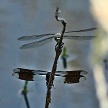 Male Four-spotted Skimmer perched above a Male Common whitetail
